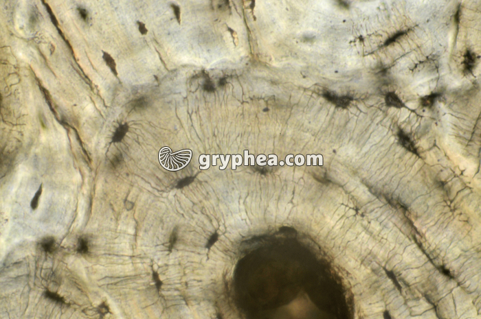 Os compact x160 - gryphea.com